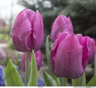 flower tulip 0006